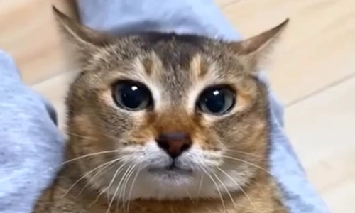 Unexpected turn in the 'Chinese spy' ...